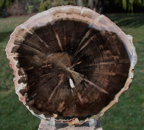 SiS: DRAMATIC PERFECTION African WOODWORTHIA Petrified Wood 6" Round
