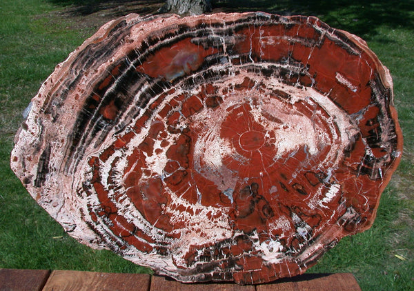BOLDLY RINGED 20" Arizona Rainbow Petrified Wood Conifer Round - TABLE Top!
