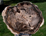 Picture Perfect 7" Petrified Wood Round - Fossil BLACK ASH - McDermitt, Oregon!