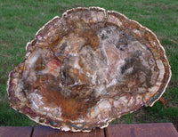 Premium CLASSIC COLOR 12"+ Madagascar Petrified Wood Round - GORGEOUS Natural Art Plate!