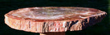 SUPERIOR QUALITY 12" Madagascar Petrified Wood Round - Warm Rich Colored Slab!