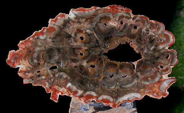 OUTSTANDING Color 7" African Rhexoxylon Mirror Polished Slab RARE & ANCIENT
