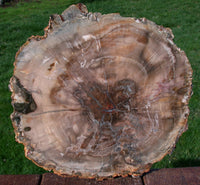 EARTH TONED 10" Madagascar Araucaria Petrified Wood Slab - EXCELLENT Preservation!