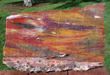 GLORIOUS 14" Arizona Rainbow Petrified Wood Slab - Stunning RIP CUT Plank!!