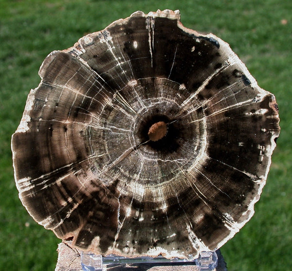 AMAZING Petrified Wood Round - African WOODWORTHIA - Geode Fossil Specimen!