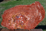 200 Million Year Old 18" Arizona RAINBOW HEART Petrified Wood Round!