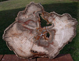 MY BEST 11" Burmese Petrified Wood Round - Fossil BASRALOCUS Slab!