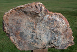 GLORIOUS GOLD & KNOTTY 14" Hubbard Basin Petrified Wood Sculpture - Uncommonly Perfect Log!