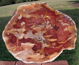 MASSIVE 15"  RED Australian Petrified Wood Round - Collection CENTERPIECE!
