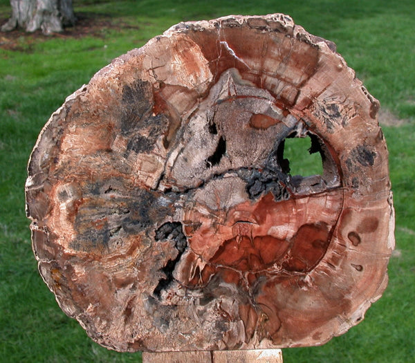 FUNGUS INVADED 5 lb. Madagascar Petrified Wood Log Polished Sculpture!