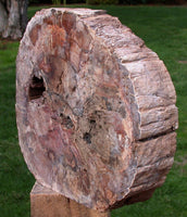 FUNGUS INVADED 5 lb. Madagascar Petrified Wood Log Polished Sculpture!