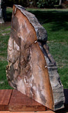MASSIVE 26 lb. Golden Oak Petrified Wood Sculpture - Gorgeous Stinking Water Oak Mantel Piece!