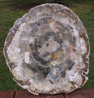 IMMACULATE 10"+ Madagascar Petrified Wood Slab - Exceptional Quality Thick Round!
