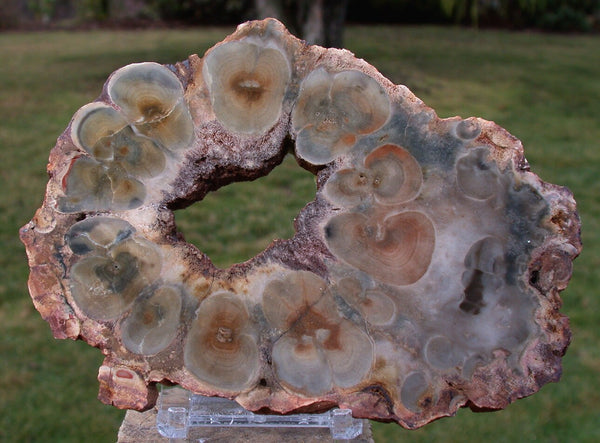 OUTSTANDING Color 6" African Rhexoxylon Mirror Polished Slab RARE & ANCIENT