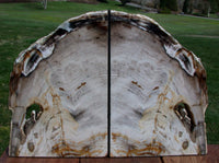 GLORIOUS NATURAL ART 9.5" Petrified Wood Bookends - Saddle Mtn. Wash.