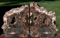 STUNNING NATURAL ART 15+ lb. Petrified Wood Bookend Set - Beautiful Fossil Log!!