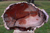 MAGNIFICENT Rusty Red 6" Argentina Petrified Wood Round - Solid GLASSY AGATE Specimen!
