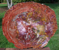 MY FAVORITE RAINBOW 19"+ Gorgeous Arizona Petrified Wood Round - Table Top or Wall Art!