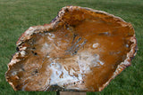 GLORIOUS GOLD & KNOTTY 14" Hubbard Basin Petrified Wood Sculpture - Uncommonly Perfect Log!