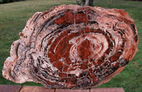 BOLDLY RINGED 22"+ Arizona Rainbow Petrified Wood Conifer Round - TABLE Top!