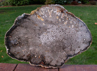 MY FAVORITE 11" BURMESE Petrified Palm Wood Slab - Fossil Palmoxylon from Myanmar!