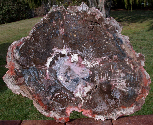 RARE 17" Arizona FUNGUS INVADED Petrified Wood - Full Round Museum Piece!