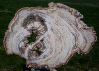 Ultra-Rare 9" BURMESE Petrified Wood Round from MYANMAR - White MANSONIA!