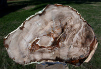 MAGNIFICENT PORCELAIN LIKE 8"+ Saddle Mtn., Wash. Petrified Wood Round!