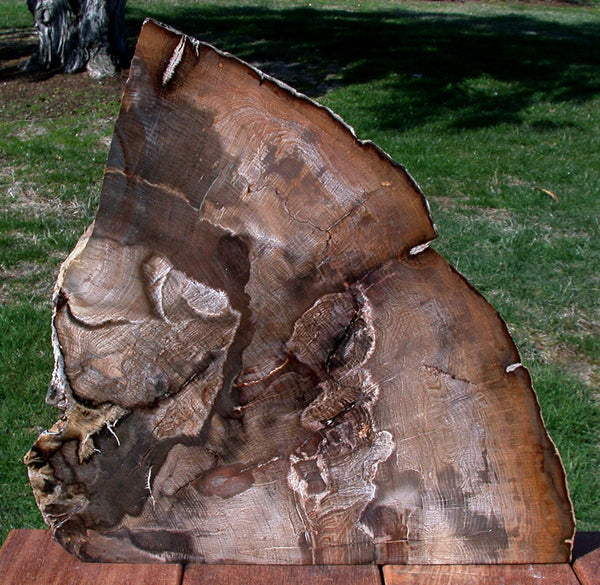 MASSIVE 26 lb. Golden Oak Petrified Wood Sculpture - Gorgeous Stinking Water Oak Mantel Piece!