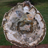 IMMACULATE 10"+ Madagascar Petrified Wood Slab - Exceptional Quality Thick Round!