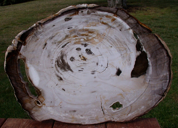 HUGE & IMMACULATE 17" Yakima Valley Petrified Wood Round - Fossil BASSWOOD!