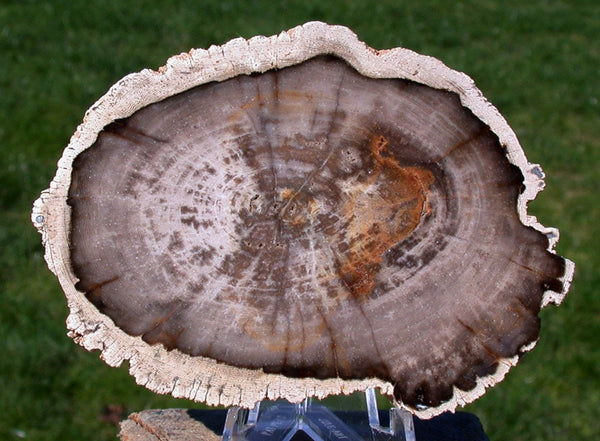 Rare & Perfect BURMESE 3 3/4" Petrified Wood Round from MYANMAR - Perfect BASRALOCUS