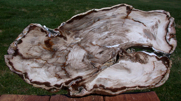 INCREDIBLY Beautiful 17" Saddle Mountain GLASS LIKE Fossil Conifer Petrified Wood Slab