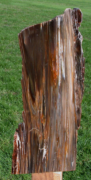 MUST SEE 15"+ Petrified Wood RIP Cut Log Sculpture - Mt. Adams Washington
