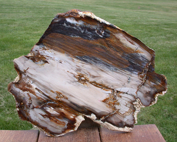 BREATHTAKING  12" Saddle Mountain PICTURE WOOD Fossil Conifer Petrified Wood Slab - Estate Collection!