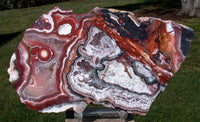 MAGNIFICENT New Crazy Lace Agate Specimen - Amazing Color in 7" Geode Slab!