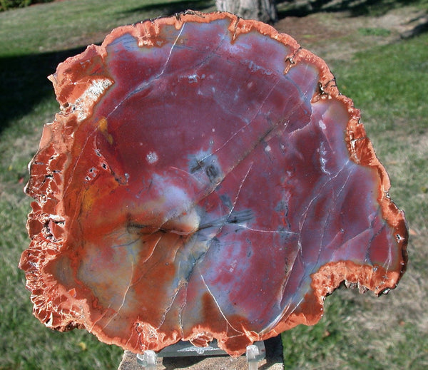 SPECTACULAR 6.5 inch Arizona RAINBOW Petrified Wood Conifer Round