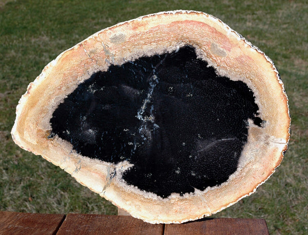 GORGEOUS STAR FIELD 14 1/2" Petrified Palm Wood Specimen Slab - Fossil Palmoxylon from Sumatra!