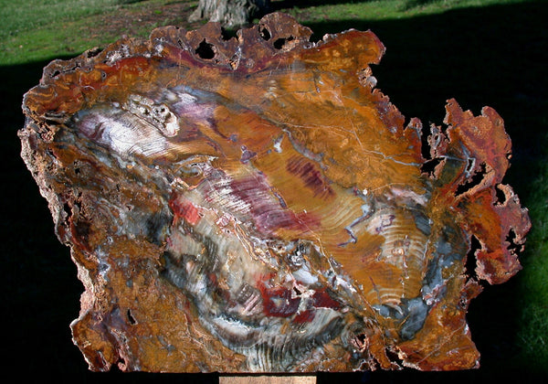 SiS: MY BEST COLOR 14" Hubbard Basin Petrified Wood Sculpture - Stunning Double Faced Fossil Artwork!
