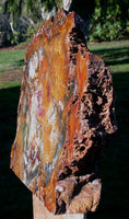 SiS: MY BEST COLOR 14" Hubbard Basin Petrified Wood Sculpture - Stunning Double Faced Fossil Artwork!