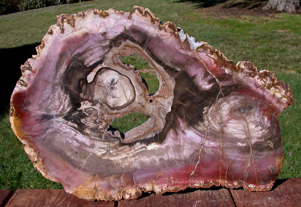 Crazy Colorful PURPLE 13" Madagascar Double Hearted Petrified Wood Round w/ GEODE CAVITES!