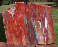 GLORIOUS 12" Arizona Rainbow Petrified Wood Slab - Stunning RIP CUT Plank!!