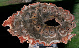 OUTSTANDING Color 6"+ African Rhexoxylon Mirror Polished Slab RARE & ANCIENT