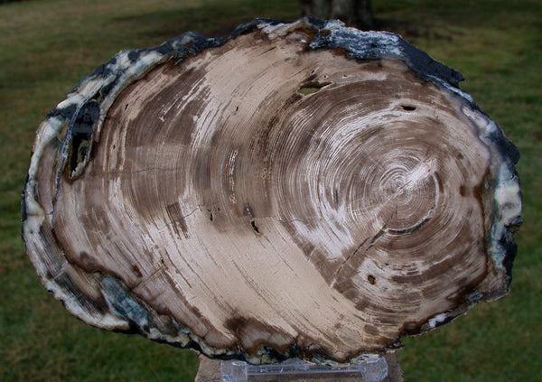 ULTRA-GEMMY CYPRESS Saddle Mtn., Wash. Petrified Wood Round - Stunning Piece!