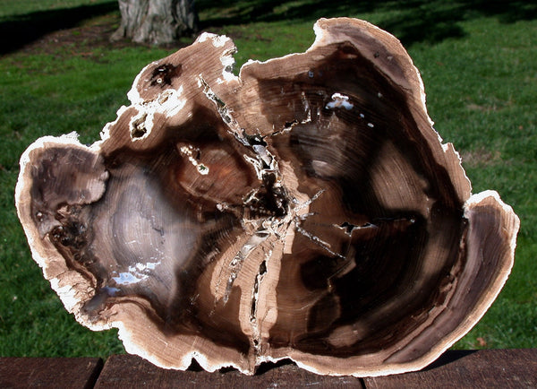 MUSEUM GRADE 10"+ Petrified Wood Round - GEMMY Fossil Hardwood - McDermitt, Oregon!