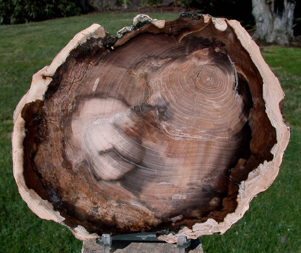 FANTASTIC 6"+ Petrified CHERRY Wood Round - McDermitt Oregon, Polished Slab