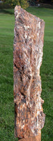MUST SEE 15"+ Petrified Wood RIP Cut Log Sculpture - Mt. Adams Washington