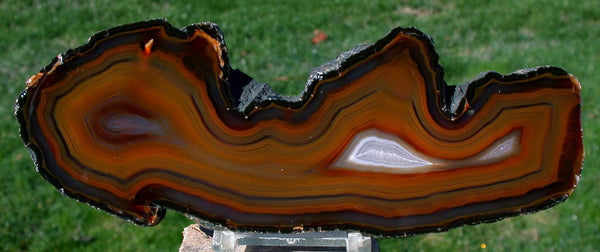 MUSEUM GRADE 8" PIRANHA Agate Specimen - Strikingly Colorful Thick Double Pattern Slab!