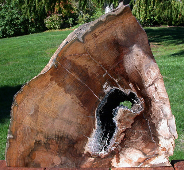 MASSIVE 20 lb. Golden Oak Petrified Wood Sculpture - Gorgeous Stinking Water Oak Mantel Piece!