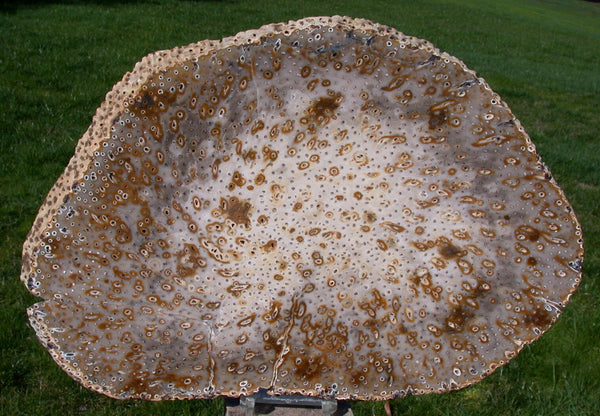 INCREDIBLE SPECKLED MASTERPIECE 12" Burmese Petrified Palm Wood Slab - Fossil Palmoxylon from Myanmar!